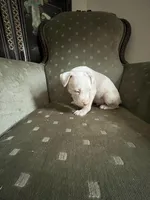 Champ, a male American Bully for sale in West Palm Beach, FL – Photo 4 of 6