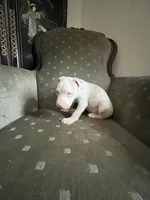 Champ, a male American Bully for sale in West Palm Beach, FL – Photo 2 of 6