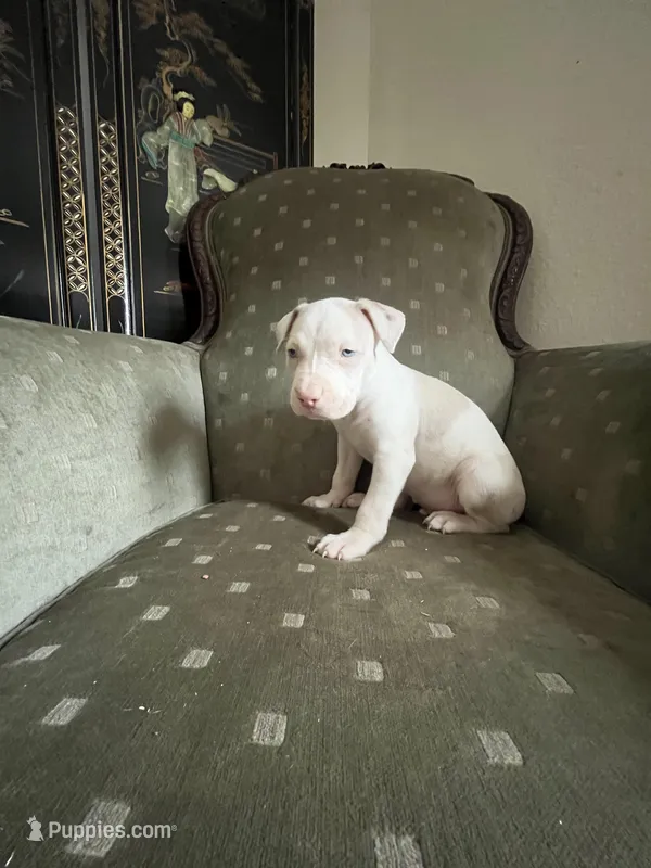 Champ – American Bully puppy for sale in West Palm Beach, FL