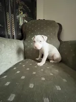 Champ, a male American Bully for sale in West Palm Beach, FL – Photo 1 of 6