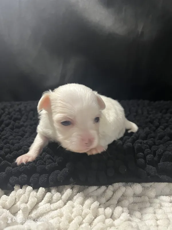 Josie – Chihuahua puppy for sale in West Palm Beach, FL