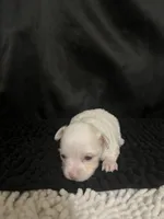 Josie, a female Chihuahua for sale in West Palm Beach, FL – 6 of 8