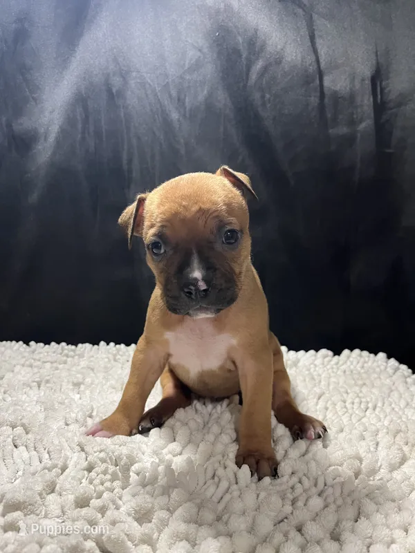 Stella – Staffordshire Bull Terrier puppy for sale in West Palm Beach, FL