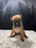 Stella, a female Staffordshire Bull Terrier for sale in West Palm Beach, FL – 1 of 5