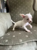 Zoey, a female Chihuahua for sale in West Palm Beach, FL – Photo 1 of 6