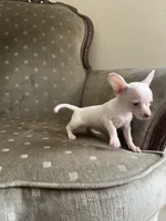 Zoey, a female Chihuahua for sale in West Palm Beach, FL – Photo 5 of 6