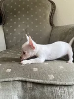 Zoey, a female Chihuahua for sale in West Palm Beach, FL – Photo 3 of 6