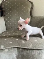 Zoey, a female Chihuahua for sale in West Palm Beach, FL – Photo 4 of 6