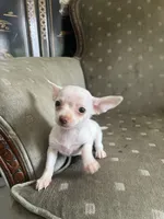 Zoey, a female Chihuahua for sale in West Palm Beach, FL – Photo 6 of 6