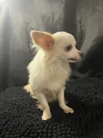 Ozzy, a male Chihuahua for sale in West Palm Beach, FL – 2 of 7