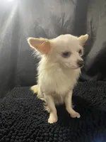 Ozzy, a male Chihuahua for sale in West Palm Beach, FL – 5 of 7