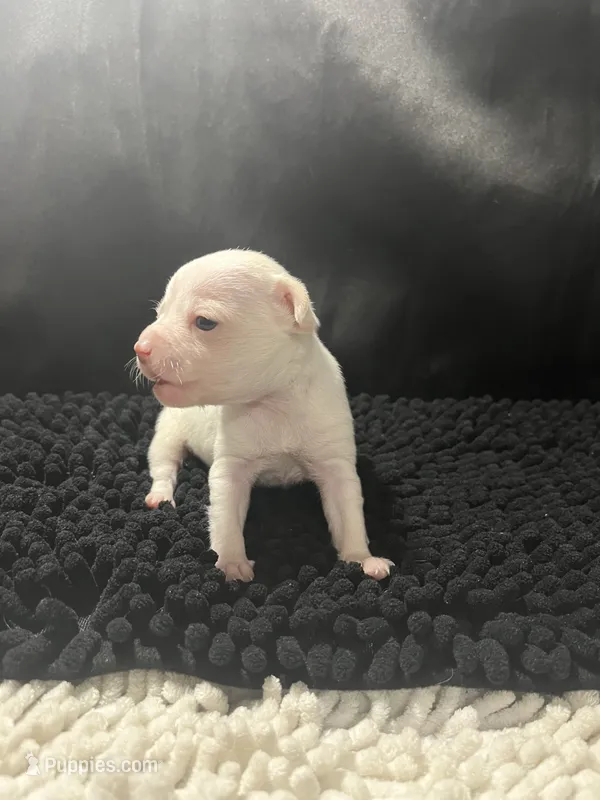 Emma – Chihuahua puppy for sale in West Palm Beach, FL
