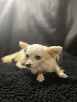 Ozzy, a male Chihuahua for sale in West Palm Beach, FL – 7 of 7