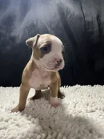 Duke, a male Staffordshire Bull Terrier for sale in West Palm Beach, FL – 4 of 4