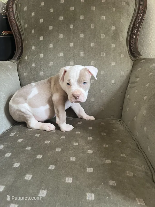 Dash – American Bully puppy for sale in West Palm Beach, FL