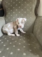 Dash, a male American Bully for sale in West Palm Beach, FL – Photo 1 of 4