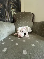 Dash, a male American Bully for sale in West Palm Beach, FL – Photo 3 of 4
