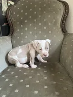 Dash, a male American Bully for sale in West Palm Beach, FL – Photo 4 of 4