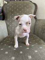 Gigi, a female American Bully for sale in West Palm Beach, FL – 2 of 4