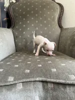 Polo, a male Chihuahua for sale in West Palm Beach, FL – Photo 2 of 4