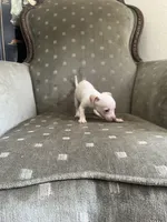 Polo, a male Chihuahua for sale in West Palm Beach, FL – Photo 4 of 4