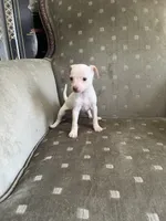 Polo, a male Chihuahua for sale in West Palm Beach, FL – Photo 3 of 4