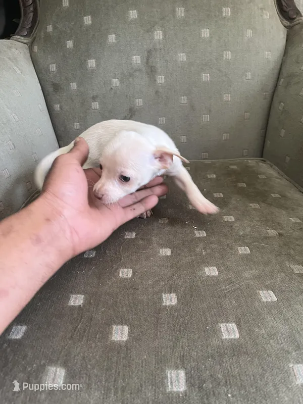 Polo – Chihuahua puppy for sale in West Palm Beach, FL