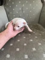 Polo, a male Chihuahua for sale in West Palm Beach, FL – Photo 1 of 4