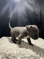 Bruce, a male Staffordshire Bull Terrier for sale in West Palm Beach, FL – 3 of 4
