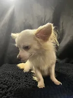 Ozzy, a male Chihuahua for sale in West Palm Beach, FL – 6 of 7