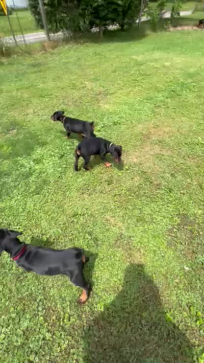 Facility video