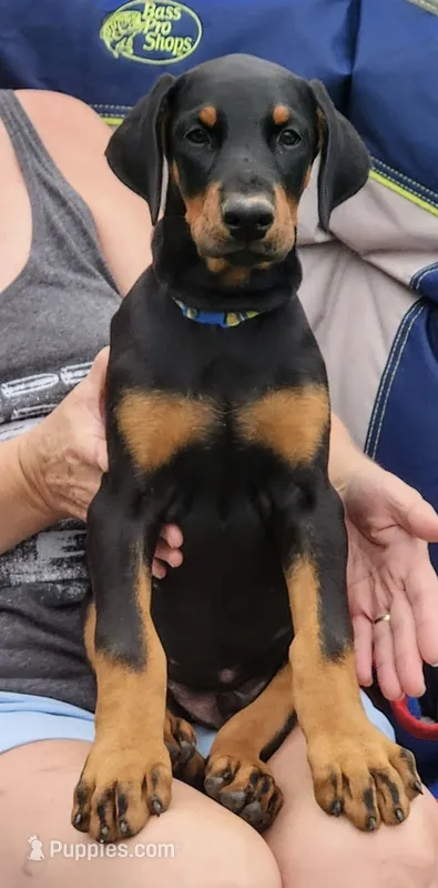 blue stripe – Doberman Pinscher puppy for sale in Franklin, PA