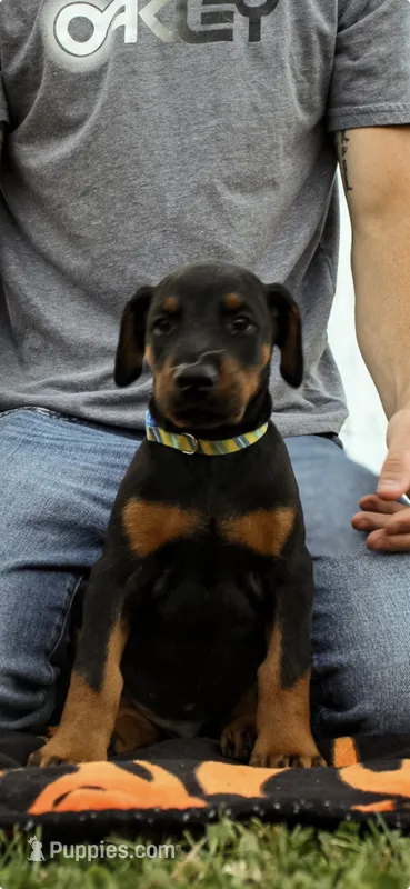 blue stripe – Doberman Pinscher puppy for sale in Franklin, PA
