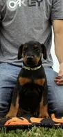 blue stripe, a male Doberman Pinscher for sale in Franklin, PA – 1 of 1
