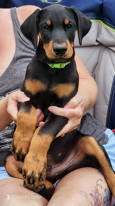 green paw print – Doberman Pinscher puppy for sale in Franklin, PA