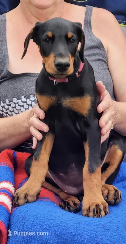 bright pink – Doberman Pinscher puppy for sale in Franklin, PA