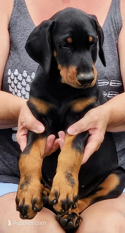 Blue male – Doberman Pinscher puppy for sale in Franklin, PA