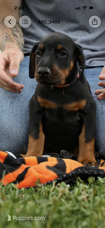light green – Doberman Pinscher puppy for sale in Franklin, PA