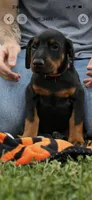 light green, a male Doberman Pinscher for sale in Franklin, PA – 1 of 1