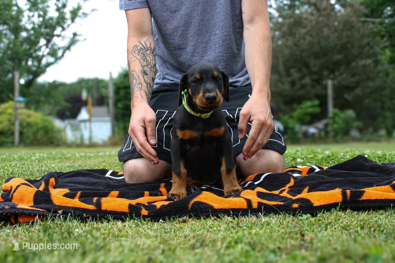 green prints – Doberman Pinscher puppy for sale in Franklin, PA