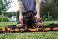 green prints, a male Doberman Pinscher for sale in Franklin, PA – 1 of 1