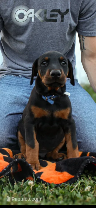Blue male – Doberman Pinscher puppy for sale in Franklin, PA