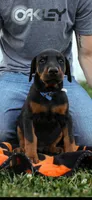 Blue male, a male Doberman Pinscher for sale in Franklin, PA – 1 of 1