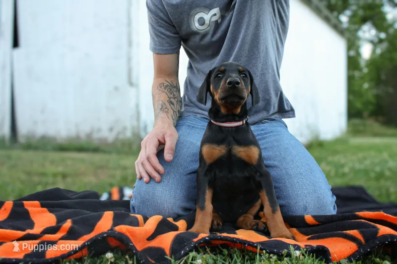 pink stripe – Doberman Pinscher puppy for sale in Franklin, PA
