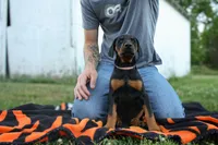 pink stripe, a female Doberman Pinscher for sale in Franklin, PA – 1 of 1