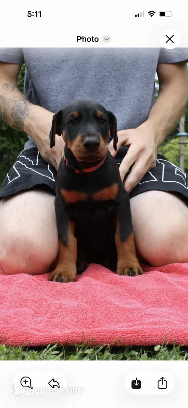bright pink – Doberman Pinscher puppy for sale in Franklin, PA