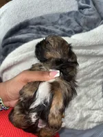 Nala, a female Shih Tzu for sale in Houston, TX – Photo 2 of 2