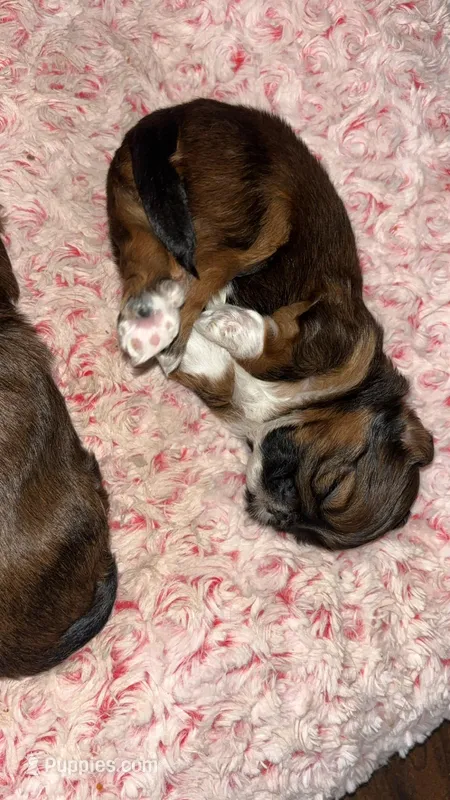 Nala – Shih Tzu puppy for sale in Houston, TX