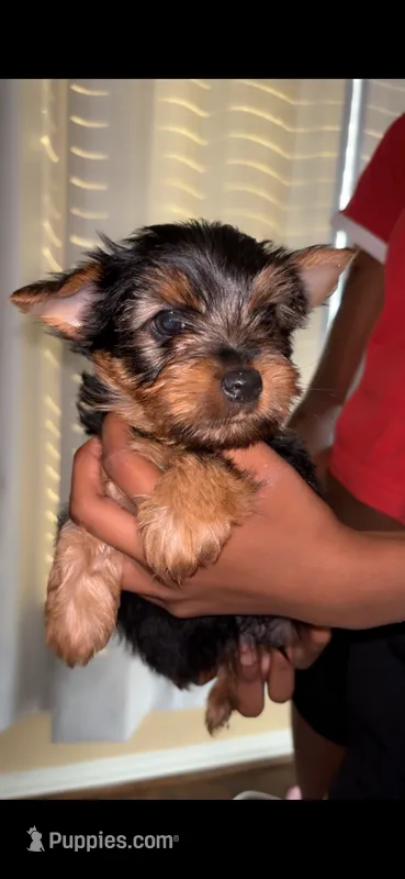 Biggie Smalls – Yorkshire Terrier puppy for sale in Houston, TX