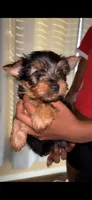 Biggie Smalls, a male Yorkshire Terrier for sale in Houston, TX – 1 of 4